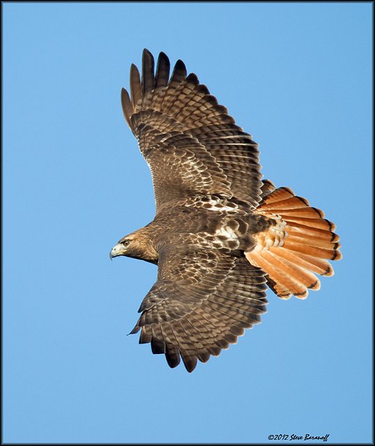 _2SB1454red-tailed hawk.jpg